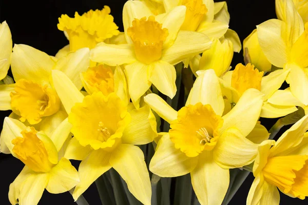 Spring flowers of yellow jonquil on black background — Stock Photo, Image