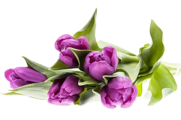 Strauß violette Frühlingsblume Tulpen isoliert auf weißem Backgro — Stockfoto
