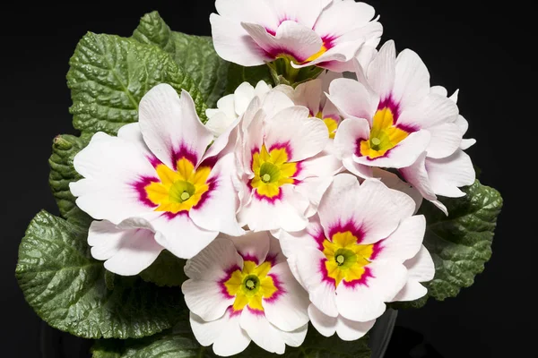 Bouquet of spring flower of Primula vulgaris on black background — Stock Photo, Image