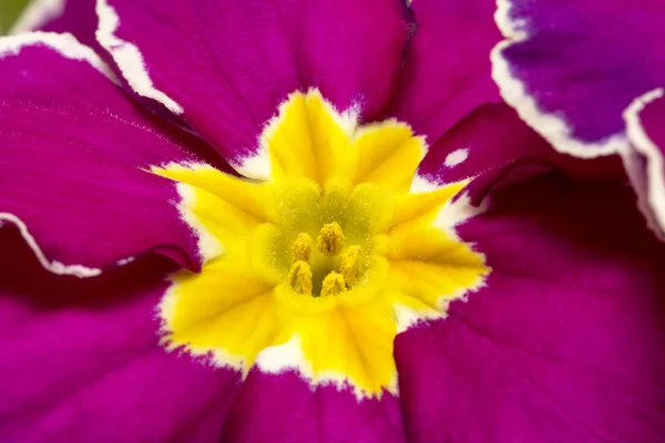 Λουλούδι άνοιξη του αμαράνθη Primula vulgaris, φόντο — Φωτογραφία Αρχείου