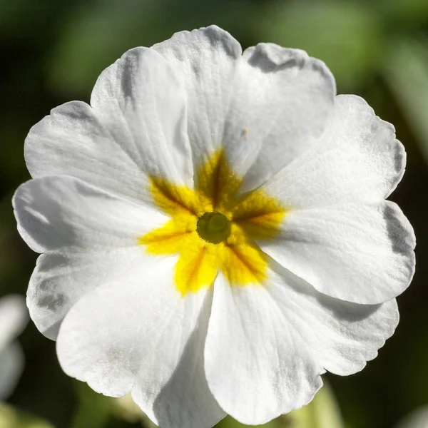 Spring flower of white  Primula vulgaris in the garden — Stock Photo, Image