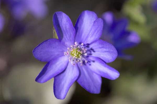 Single violet  spring flower Anemone hepatica in the garden — Stock Photo, Image