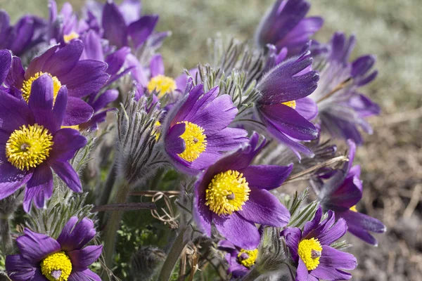 Violet spring  easter flowers  (Pulsatilla patens) in the garden — Stock Photo, Image