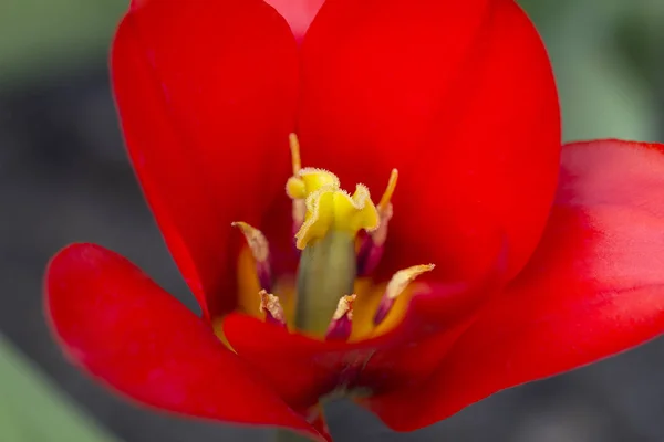 Flor roja del tulipán, de cerca — Foto de Stock