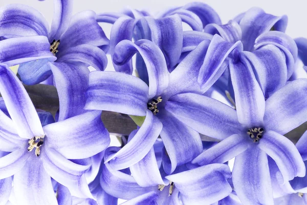 Vårblomma av violett hyacint på vit bakgrund — Stockfoto