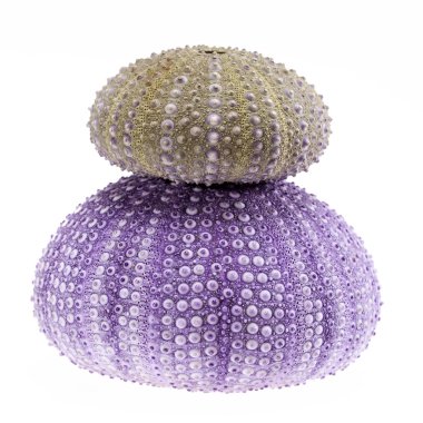 Beyaz arka planda izole deniz kestanesi yeşil ve mor deniz kabukları