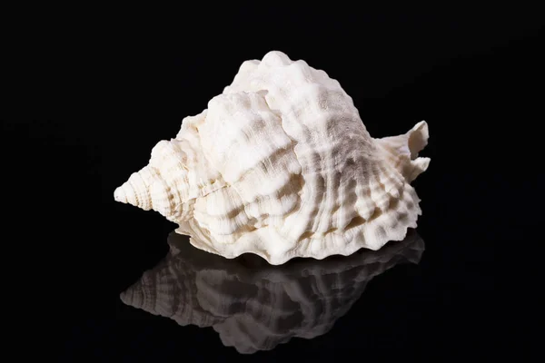 Single sea shell of marine snail on black background — Stock Photo, Image