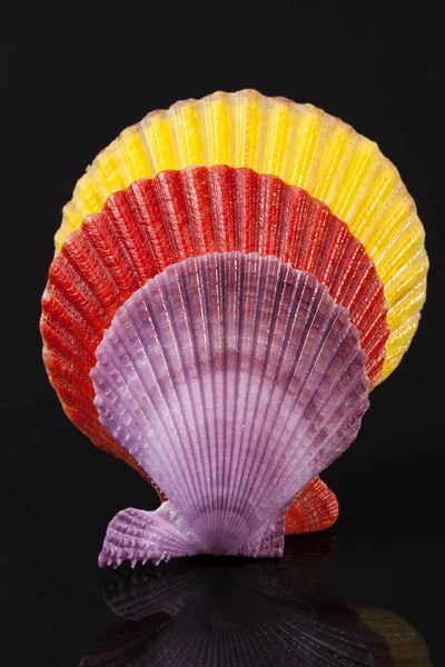 Conchiglie colorate di mollusco isolate su fondo nero — Foto Stock