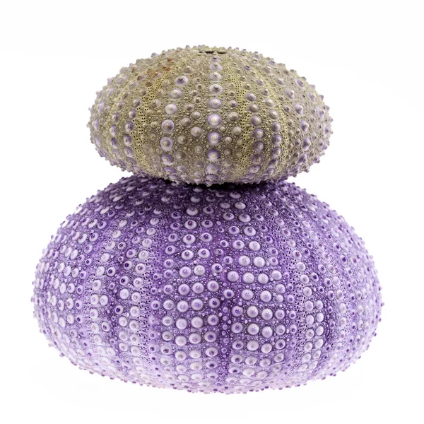 Beyaz arka planda izole deniz kestanesi yeşil ve mor deniz kabukları