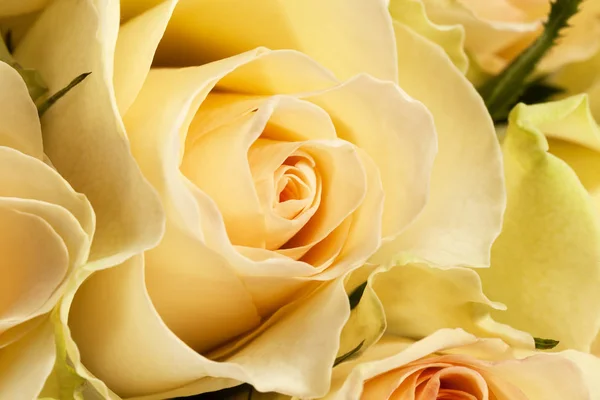 Buquê de rosas amarelas, close up — Fotografia de Stock