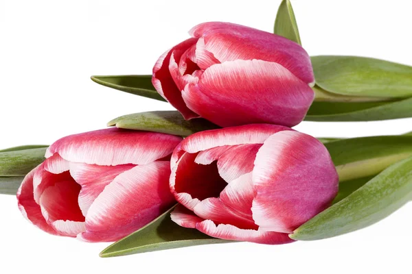 Strauß rosa Frühlingsblume Tulpen isoliert auf weißem Hintergrund — Stockfoto