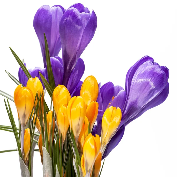 Frühlingsblumen von violetten und gelben Krokussen isoliert auf weißem Hintergrund — Stockfoto