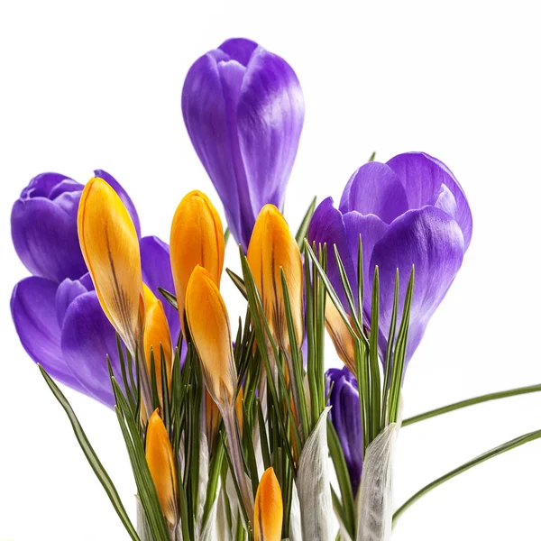 Flores de primavera de cocodrilo violeta y amarillo aisladas sobre fondo blanco —  Fotos de Stock