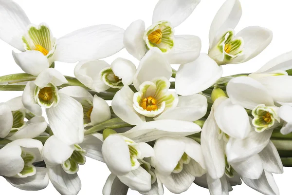 Bouquet of white flowers of snowdrops  isolated on white  background — Stock Photo, Image