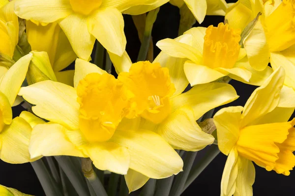 Spring flowers of yellow jonquil on black background — Stock Photo, Image