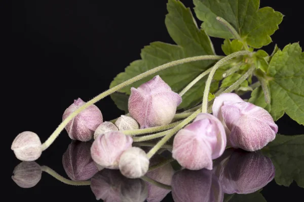 Buds of flower  violet Japanese anemone  on black background. — Stock Photo, Image