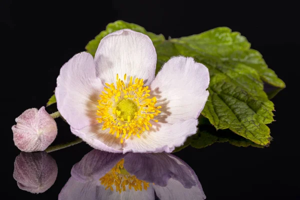 Flower of  violet Japanese anemone isolated  on black background — Stock Photo, Image