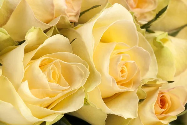 Ramo de rosas amarillas, primer plano —  Fotos de Stock