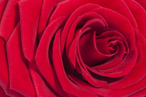 Fondo de flor de rosa roja — Foto de Stock