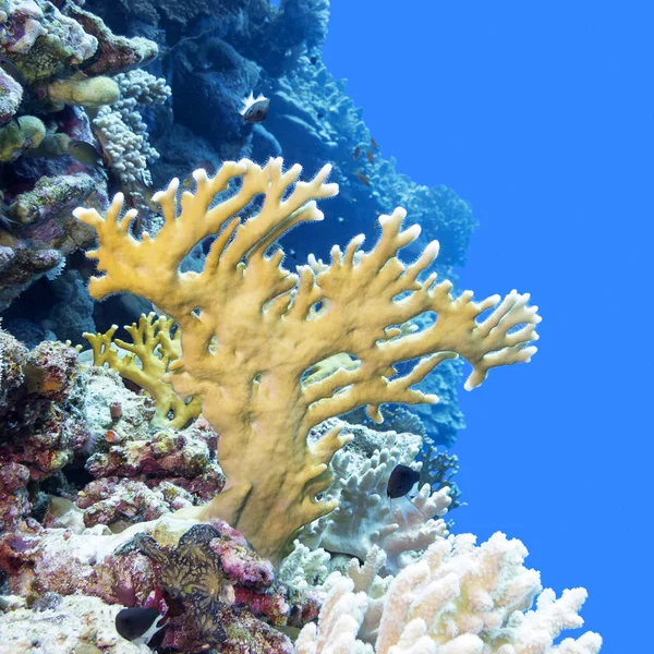 Barriera corallina con corallo di fuoco giallo in mare tropicale, subacqueo — Foto Stock