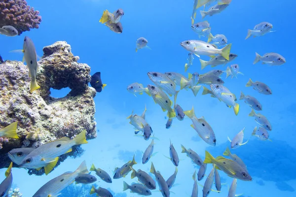 Coral reef in tropical sea with shoal of goatfish , underwater — Stock Photo, Image