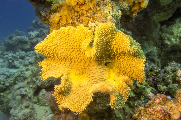 Korallenriff mit großen gelben Pilzlederkorallen im tropischen Meer — Stockfoto