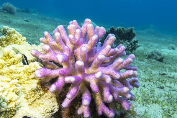 Korallenriff mit rosa Fingerkoralle im tropischen Meer, unter Wasser — Stockfoto