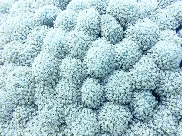 Achtergrond van de grote witte Goniopora koraal, onderwater — Stockfoto