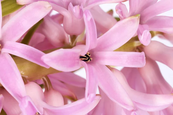 Flores de primavera de Hyacinth no fundo branco — Fotografia de Stock