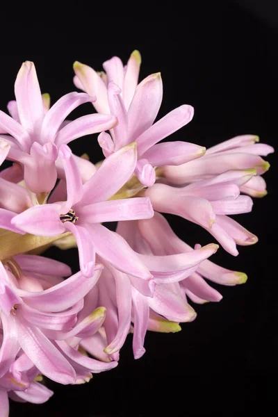 Flores de primavera de Hyacinth no fundo preto — Fotografia de Stock