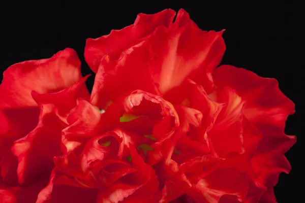 Flower of red carnation (Dianthus caryophyllus) isolated on black background — Stock Photo, Image