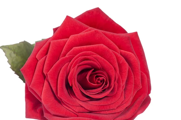 Enkelvoudige bloem van rode roos op witte achtergrond — Stockfoto