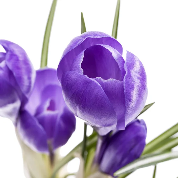 Весенние цветы фиолетового крокуса изолированы на белом фоне — стоковое фото