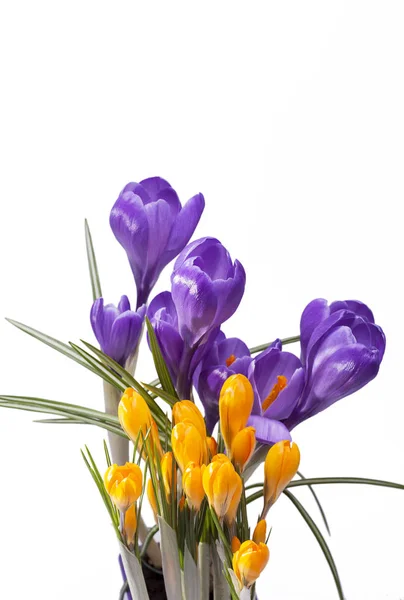 Flores de primavera de cocodrilo violeta y amarillo aisladas sobre fondo blanco —  Fotos de Stock