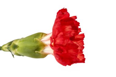 Kırmızı karanfil çiçeği (Dianthus caryophyllus) beyaz arkaplanda izole edilmiştir.