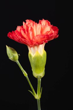 Kırmızı karanfil çiçeği (Dianthus caryophyllus) siyah arkaplanda izole edildi.