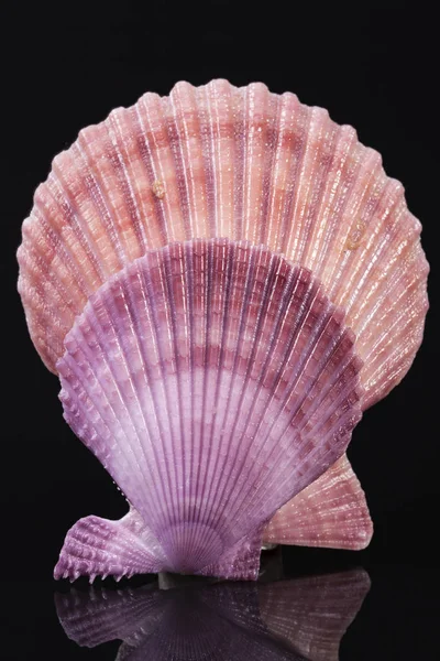 Conchas coloridas de moluscos isolados sobre fundo preto — Fotografia de Stock