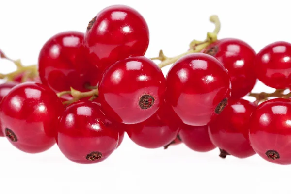 Frutti di ribes rosso su un ramoscello su sfondo bianco — Foto Stock