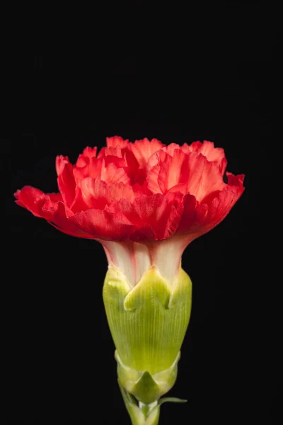 Flower of red carnation (Dianthus caryophyllus) isolated on black background — Stock Photo, Image