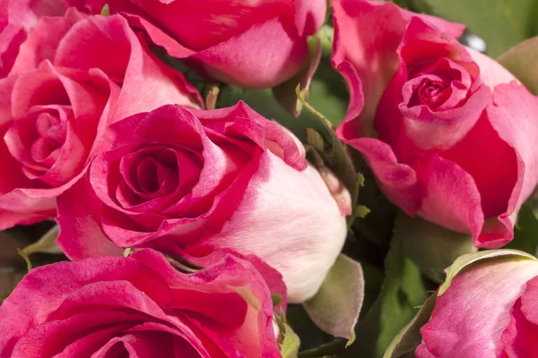 Strauss aus rosa Rosen, Nahaufnahme — Stockfoto