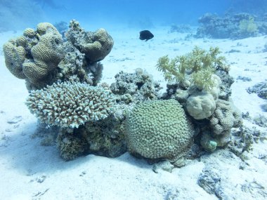 Mercan sualtı tropikal Deniz dibinde