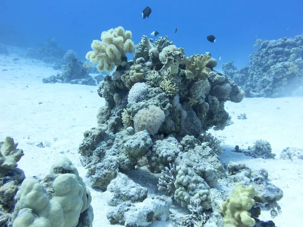 Korálový útes na dně tropické moře, pod vodou — Stock fotografie