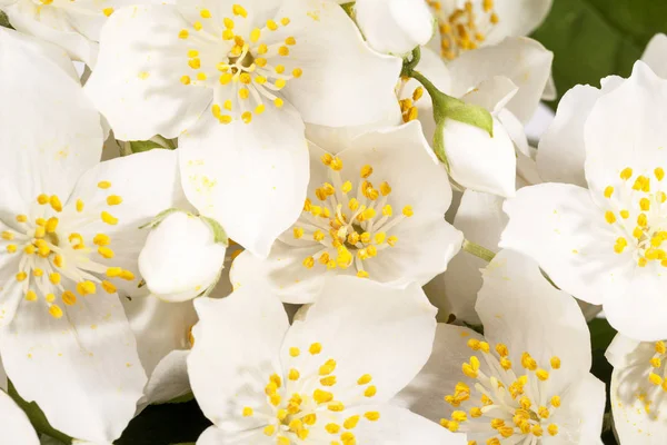 White jasmine flowers ,close up. — Stock Photo, Image