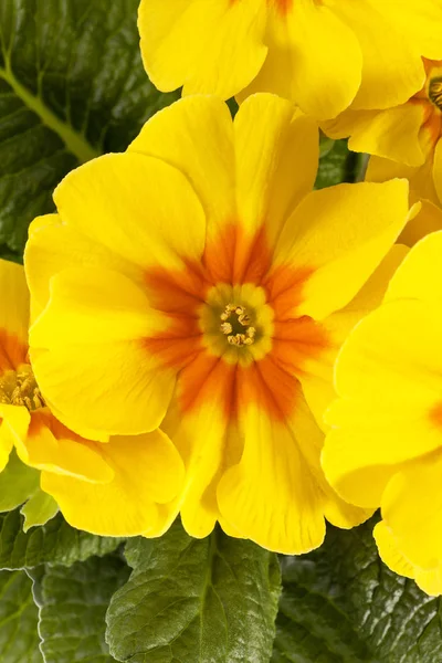 Spring flower of yellow  Primula vulgaris — Stock Photo, Image