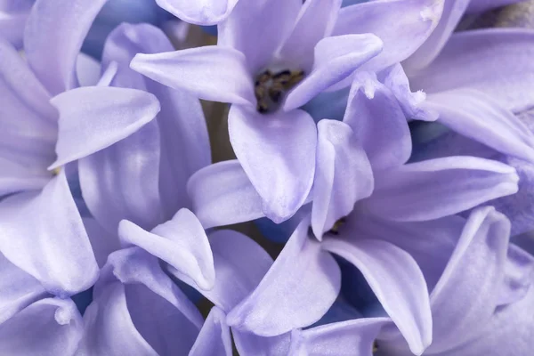 Jarní květiny lila Hyacinth na bílém pozadí, zblízka — Stock fotografie