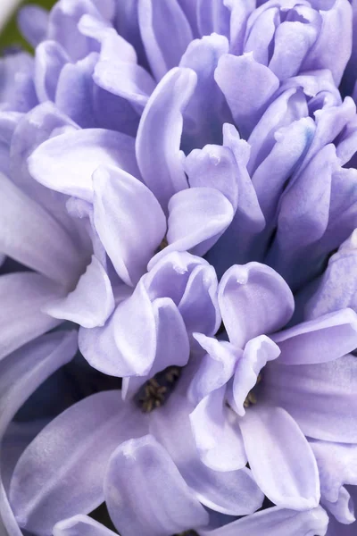 Fleurs printanières de jacinthe lilas sur fond blanc, gros plan — Photo