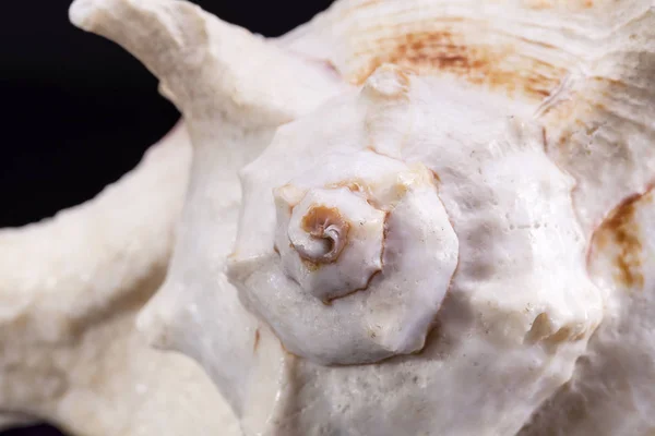单海的黑色背景上的海洋蜗牛的壳，关闭了 — 图库照片