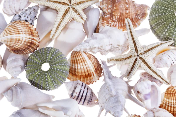 Fundo de vários tipos coloridos de conchas do mar — Fotografia de Stock