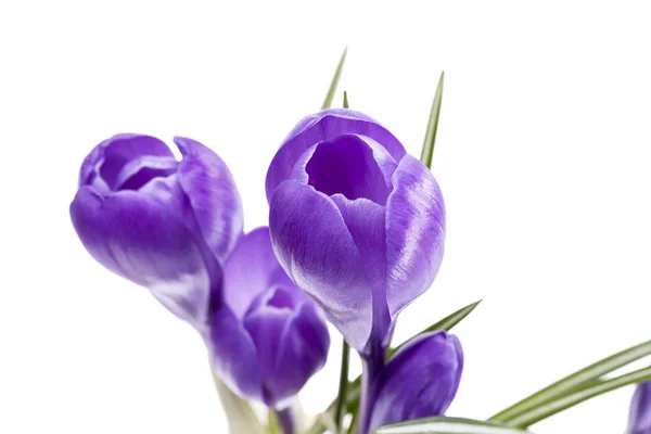 Frühlingsblumen von violetten Krokussen isoliert auf weißem Hintergrund — Stockfoto