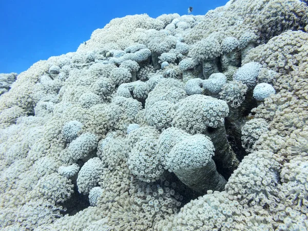 Recife de coral com grande coral Goniopora branco, subaquático — Fotografia de Stock